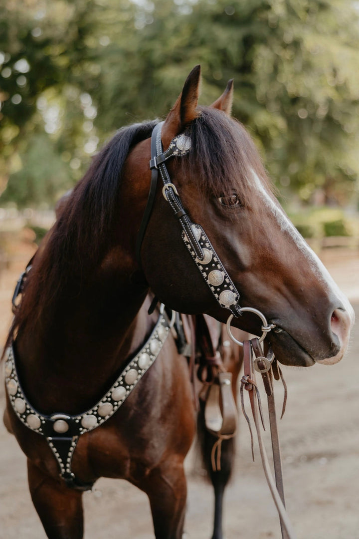 Dinero Headstall