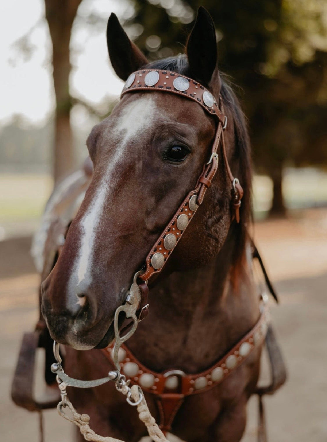 Dinero Headstall