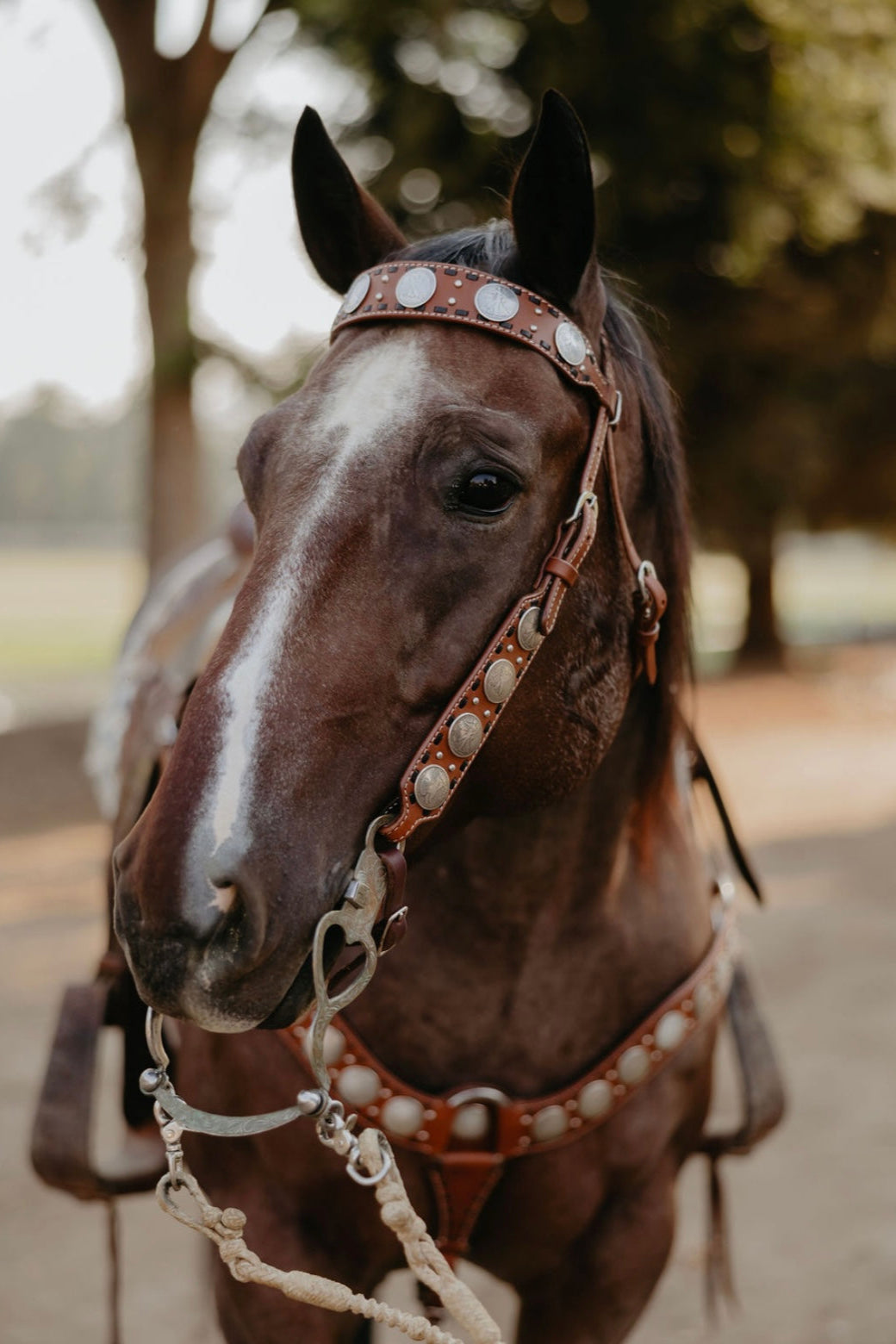 Dinero Headstall