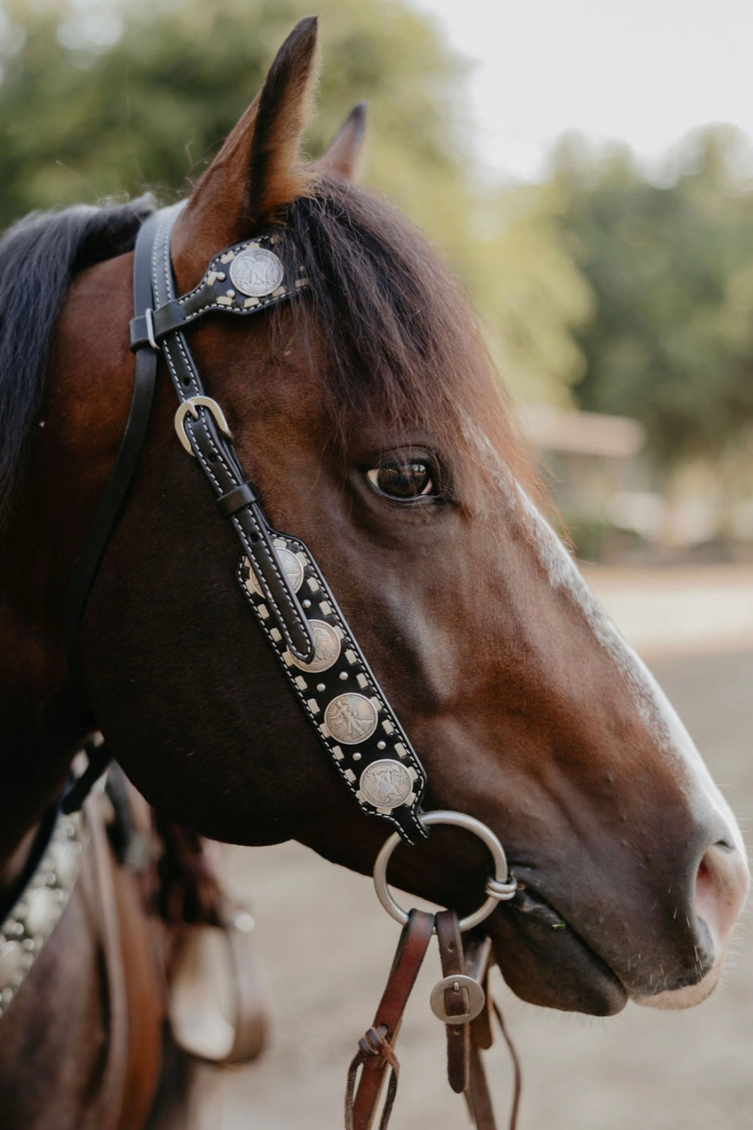 Dinero Headstall