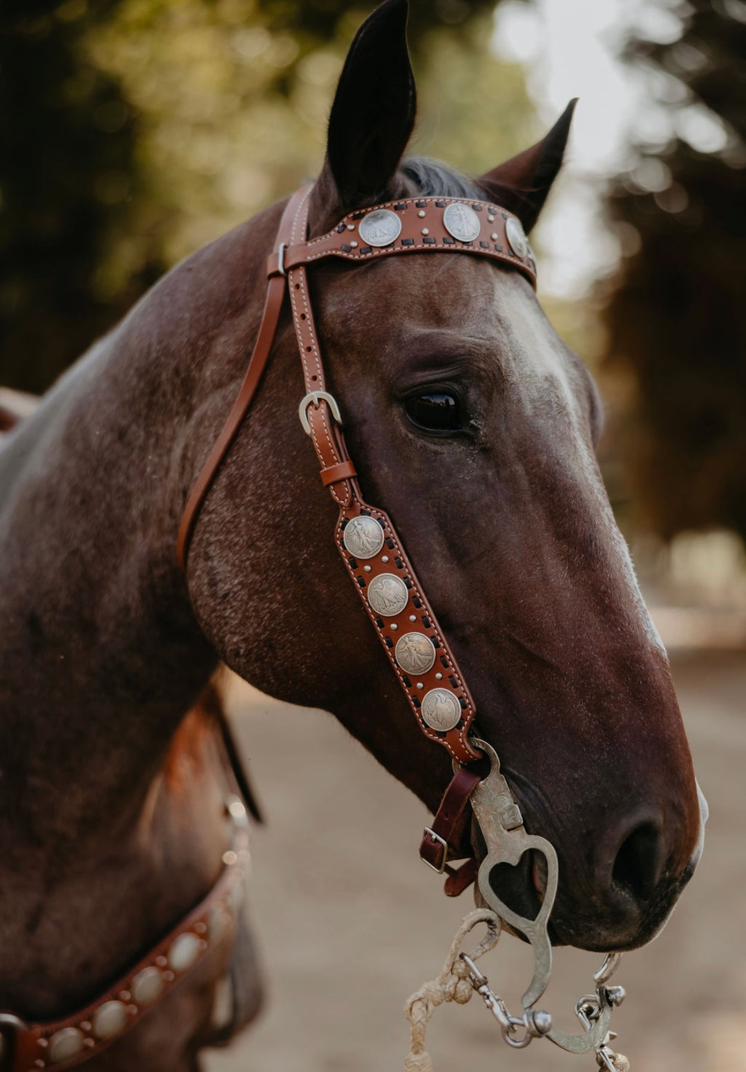 Dinero Headstall