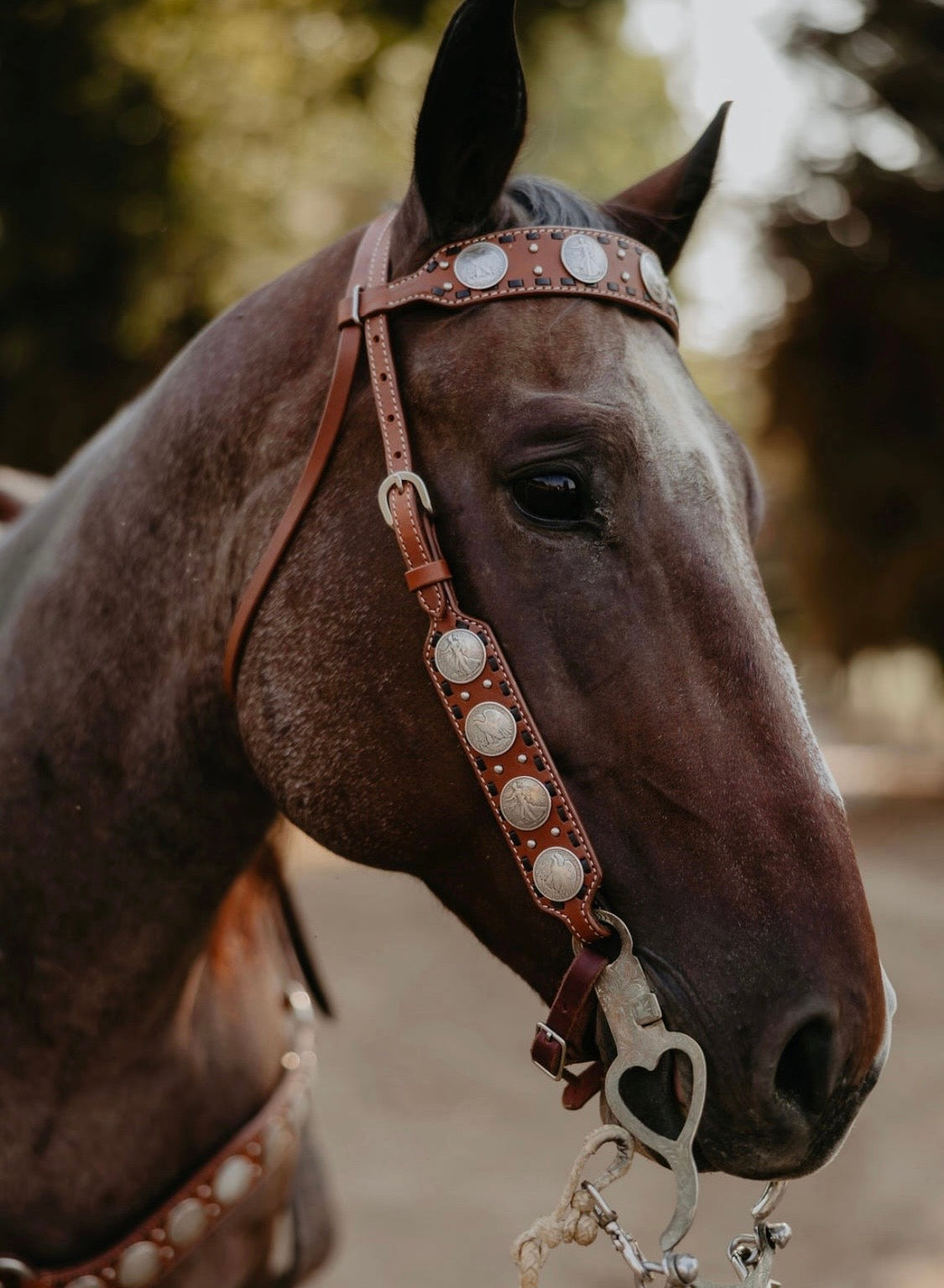 Dinero Headstall