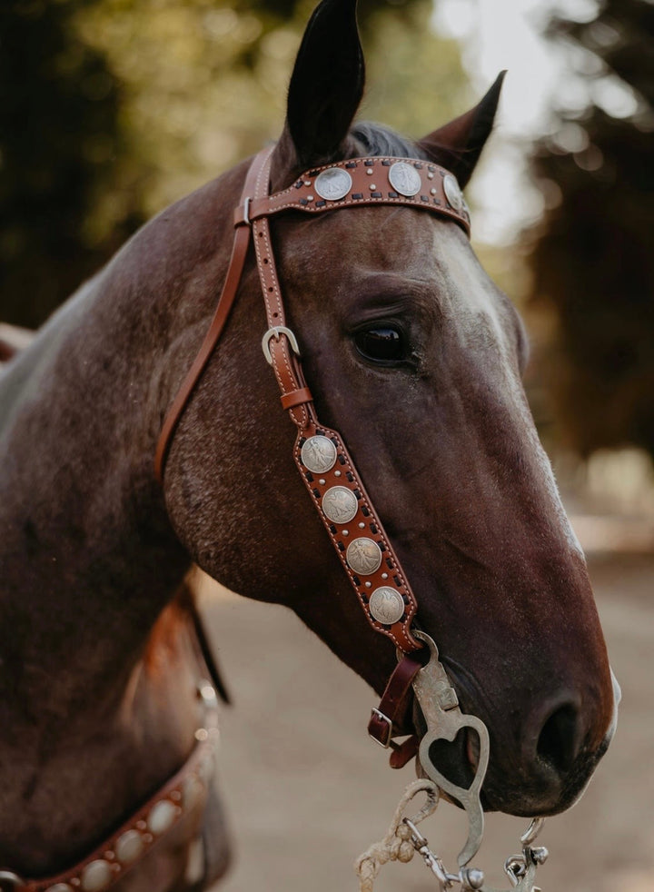 Dinero Headstall