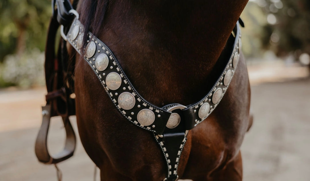 Dinero Breastcollar