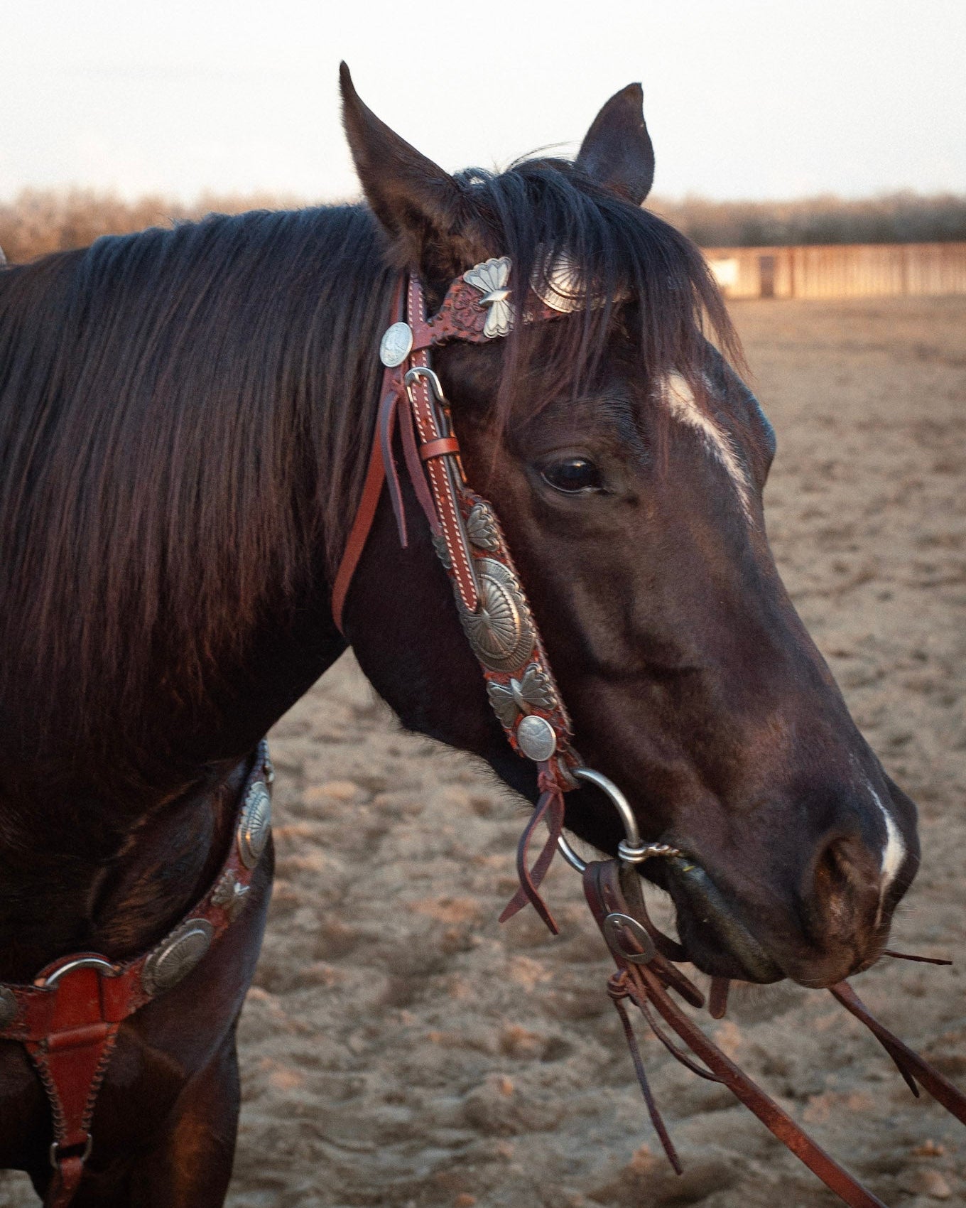 Elko Breastcollar