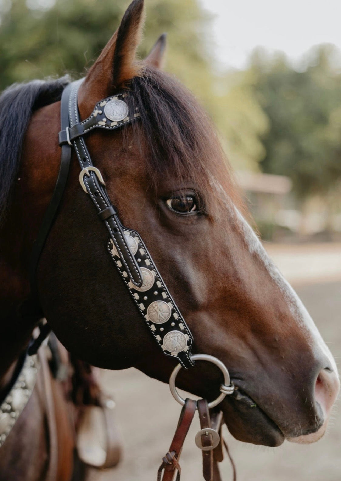 Dinero Headstall
