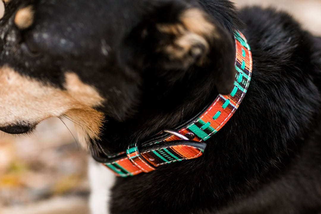 Fiesta Dog Collar